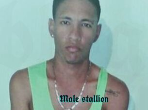 Male_stallion